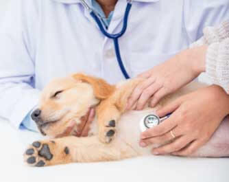 vétérinaire Pharmavet Maroc s.a. CASABLANCA