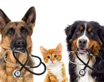 Horaires vétérinaire (vétérinaire) Hassan Khalfi