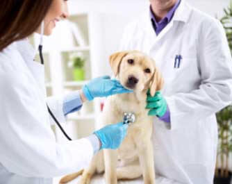 Horaires vétérinaire Clinique Vétérinaire Targa