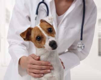 vétérinaire Pharmacie Al Anwar AIT MELLOUL