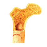 Médecin centre de l'arthrose